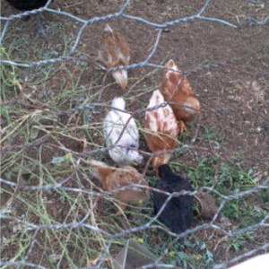 wwoof02_chicken
