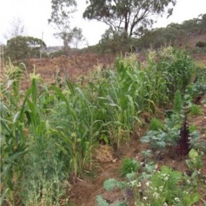 wwoof02_corn