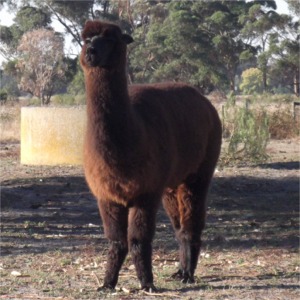 wwoof04_alpaca