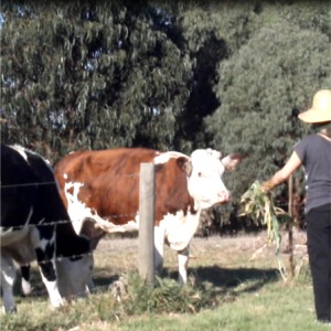 wwoof04_cows
