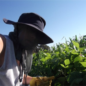 wwoof04_picking