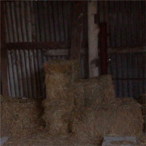 wwoof06_barn