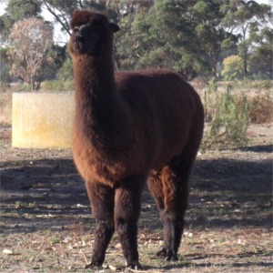 alpaca001_giovanni