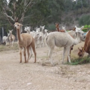 alpaca002_bathurstherd