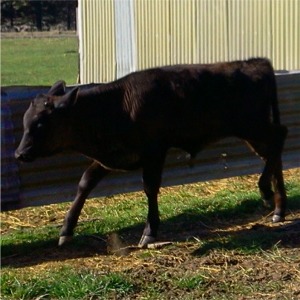 calves002_boy_calf