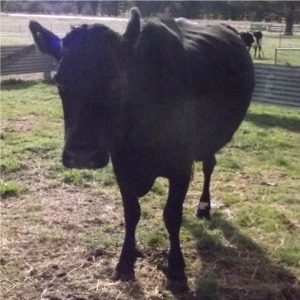 cow001_blackey