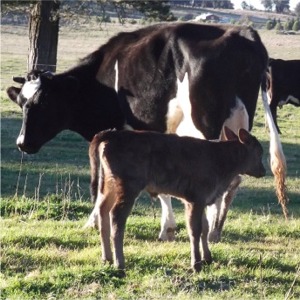 cow005_buttons_spiffy