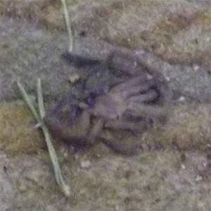 other001_dead_huntsman