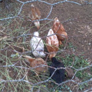 other003_escaping_chickens