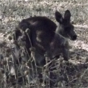 other003_wild_wallabie